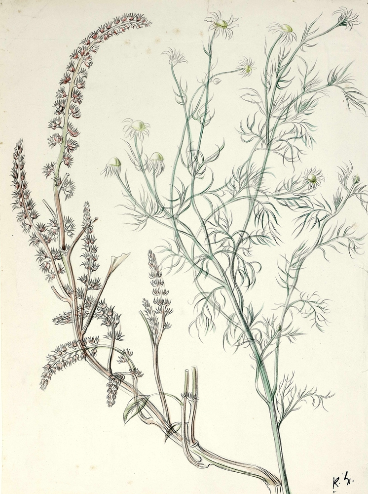 Auktionshaus Quentin Berlin  Zeichnungen Hubbuch  Karl  Blütenzweige.